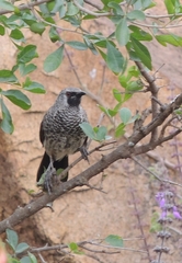 Turdoides leucopygia