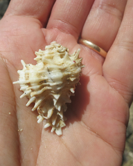 Homalocantha oxyacantha