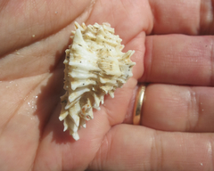 Homalocantha oxyacantha