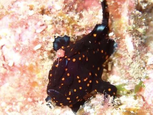 Painted frogfish (Antennarius pictus) — Antennariidae — 4
