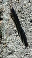 Ommatoiulus diplurus