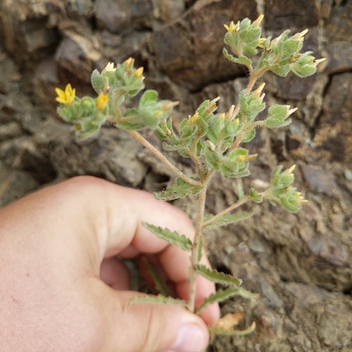 Image of Mentzelia micrantha by no rights reserved