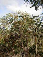 Eucalyptus talyuberlup