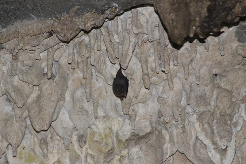 Thumbless Bat