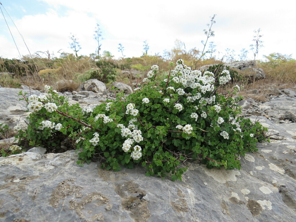 Spiraea pilosa
