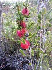 Melaleuca transversa
