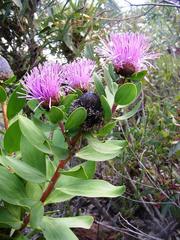 Isopogon cuneatus
