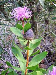 Isopogon cuneatus