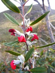 Gastrolobium rubrum