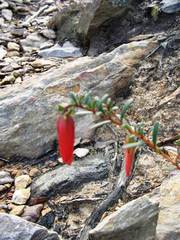 Darwinia hypericifolia