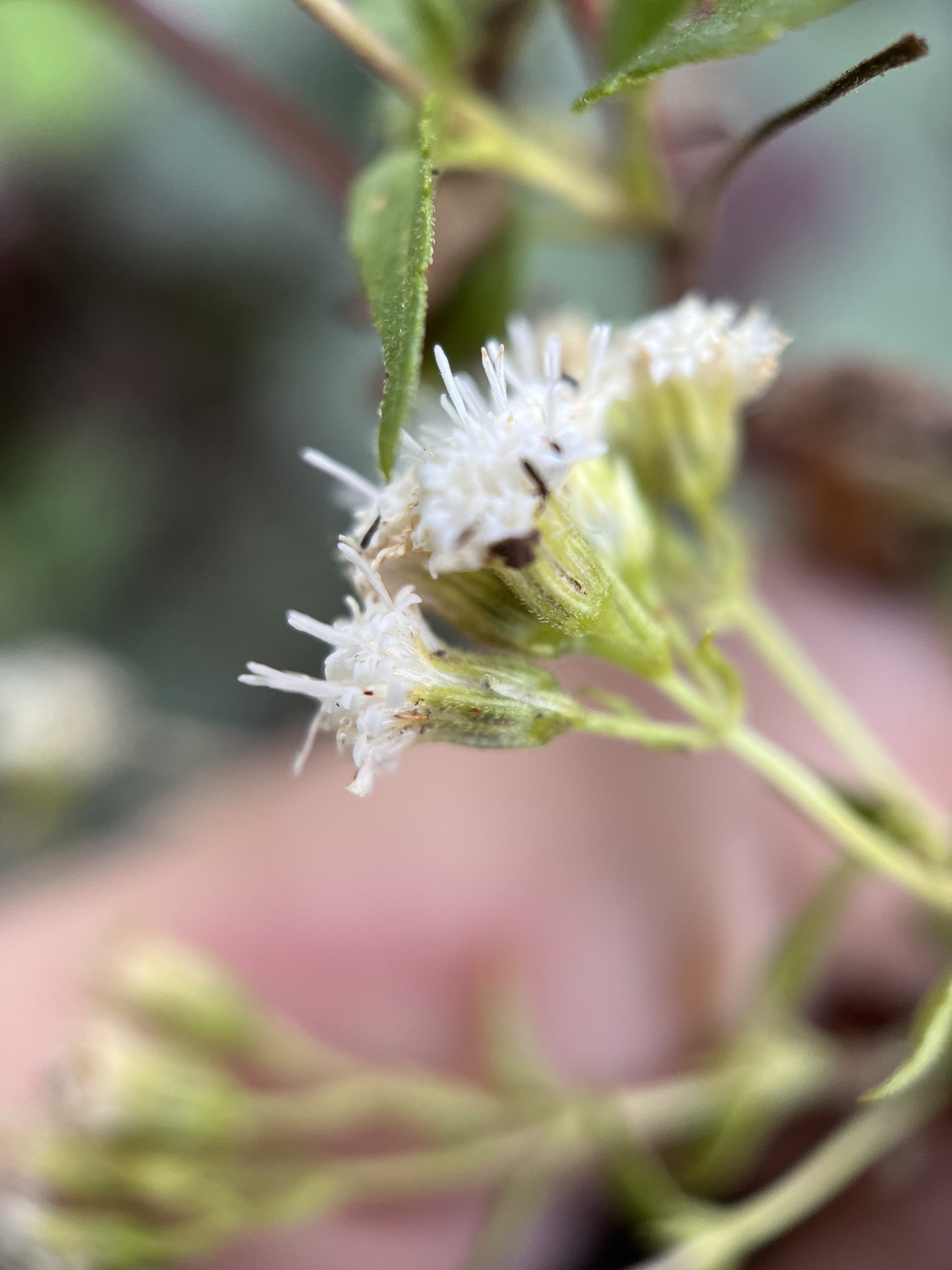 Ageratina paupercula