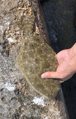 Paralichthys lethostigma