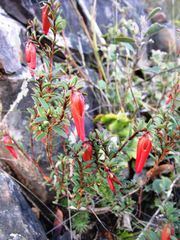 Conostephium pendulum