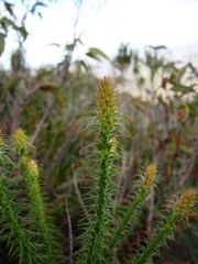 Andersonia echinocephala