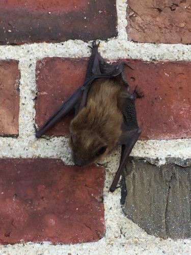 Big Brown Bat photographed in Massachusetts