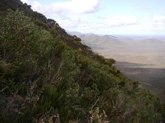 Hakea ilicifolia
