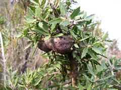 Hakea ilicifolia