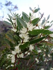 Hakea ambigua
