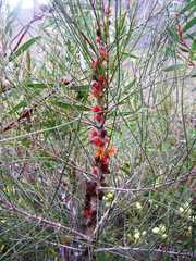 Allocasuarina trichodon