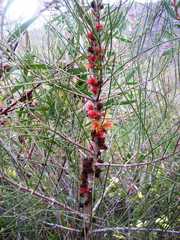 Allocasuarina trichodon