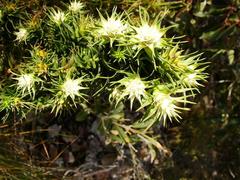 Andersonia echinocephala