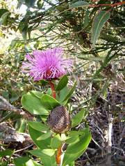 Isopogon cuneatus