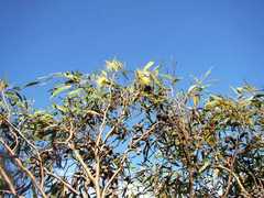 Eucalyptus talyuberlup