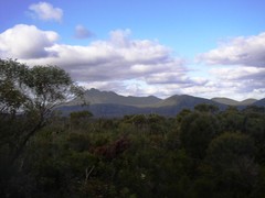 Eucalyptus talyuberlup