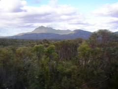 Eucalyptus talyuberlup