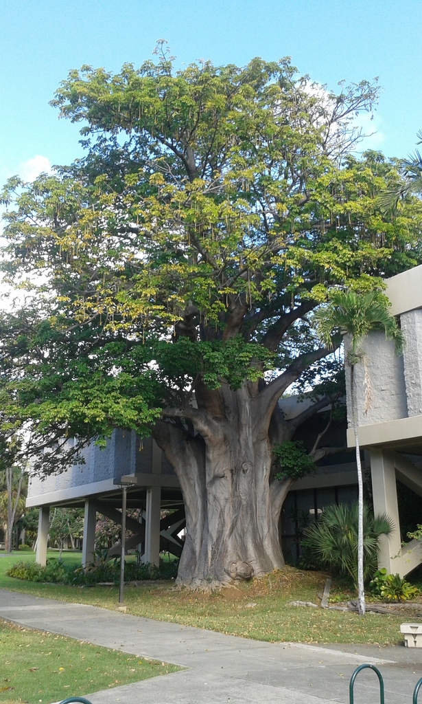The UH Manoa Art Building Baobab