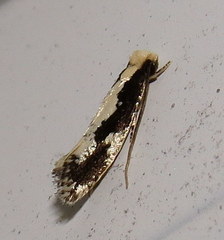 Monopis dorsistrigella