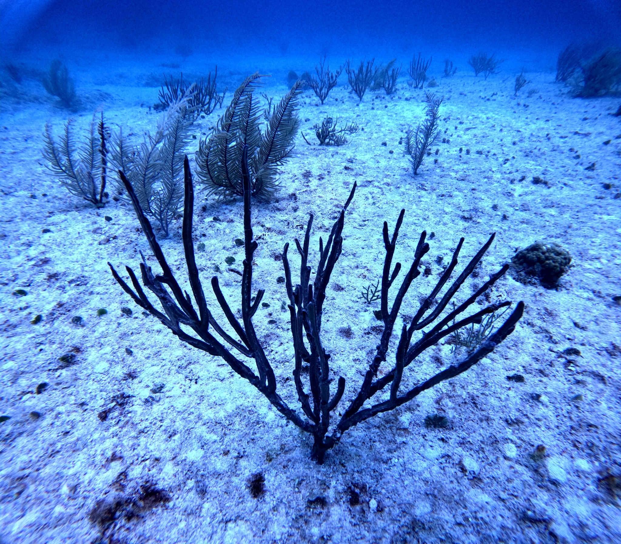 Pterogorgia anceps (Pallas, 1766)