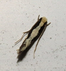 Monopis dorsistrigella