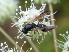 Symmorphus angustatus