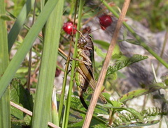 Metrioptera brachyptera