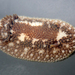 Barnacle-eating Dorid - Photo (c) Robin Gwen Agarwal, some rights reserved (CC BY-NC), uploaded by Robin Gwen Agarwal