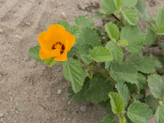 Sida galheirensis
