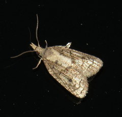 Platynota idaeusalis