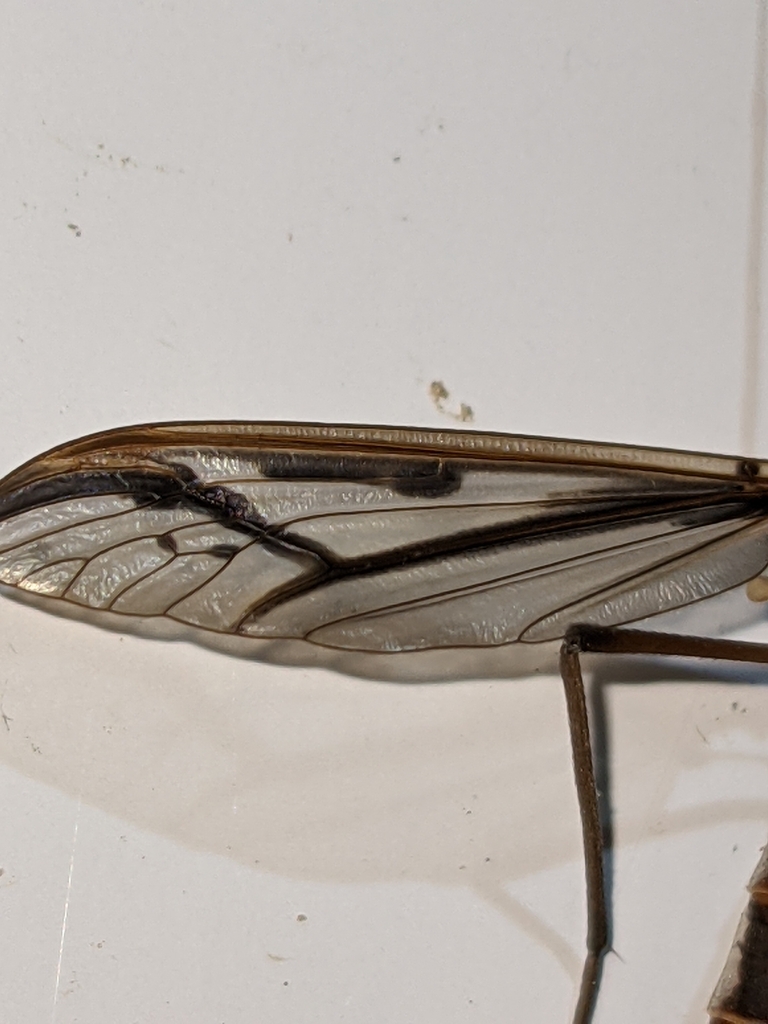 Pedicia procteriana