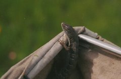 Elgaria multicarinata multicarinata