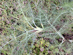 Foeniculum vulgare