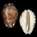 Mauritia histrio - Photo 由 Juan Manuel de Roux 所上傳的 (c) Juan Manuel de Roux，保留部份權利CC BY-NC