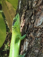 Sanford's Emo Skink photo 3