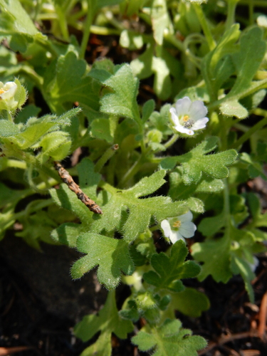 Image of Nemophila kirtleyi by (c) Ed Alverson, some rights reserved (CC BY)