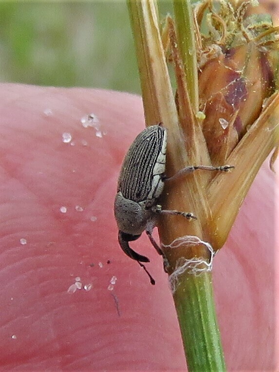 Nicentrus decipiens