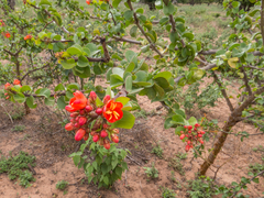 Jatropha mutabilis