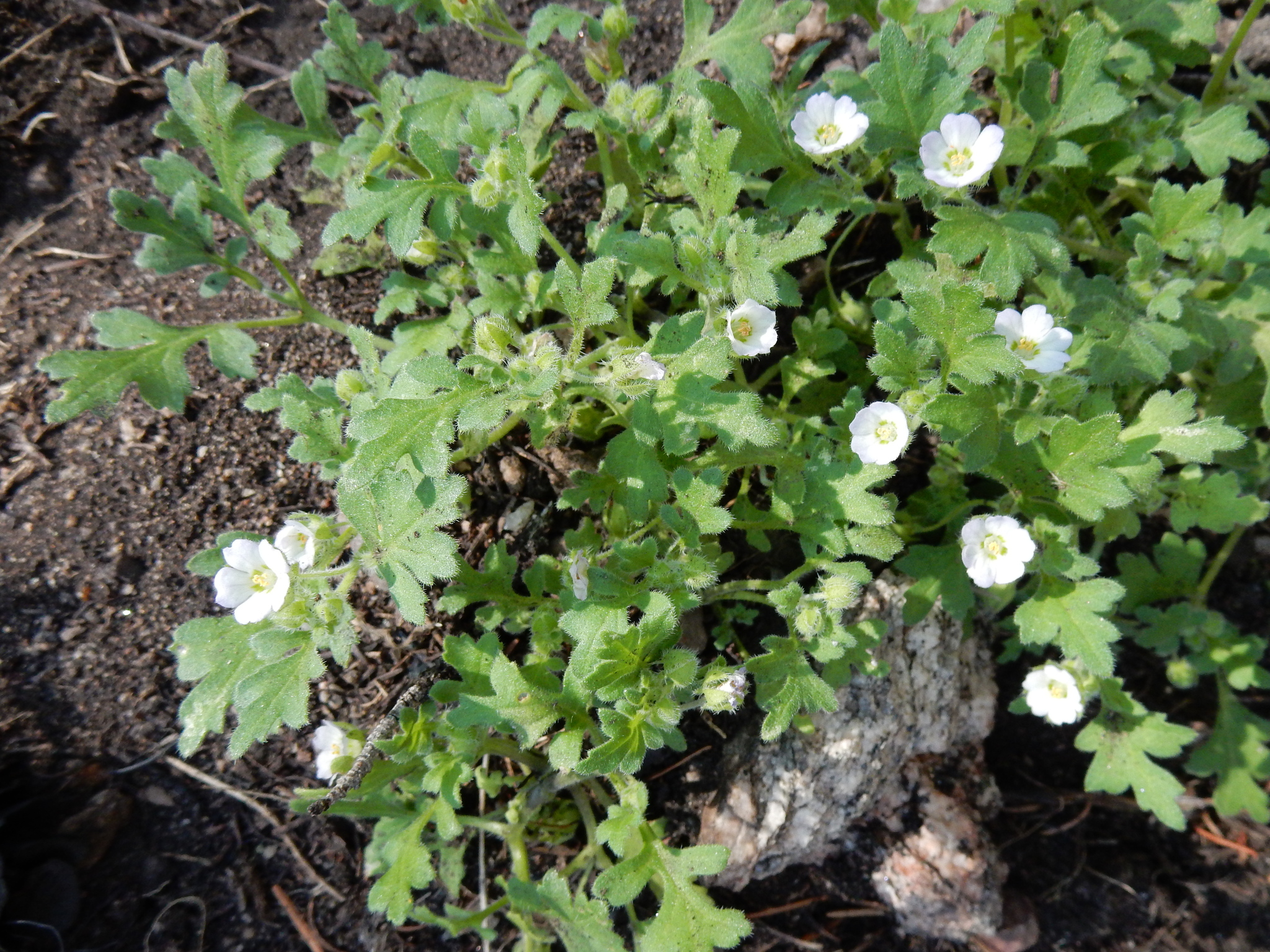 Kirtley's Baby Blue Eyes (Nemophila kirtleyi)