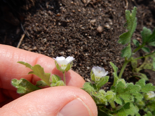 Image of Nemophila kirtleyi by (c) Ed Alverson, some rights reserved (CC BY)