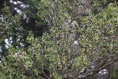 Leptospermum glaucescens