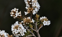 Epacris corymbiflora